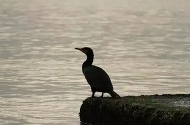 La controvertida decisión de Asturias sobre el cormorán grande: ¿protección o amenaza?