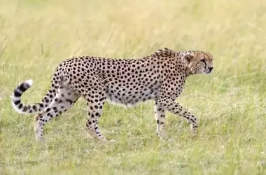 Día Internacional del Guepardo 2025: La Lucha Urgente por la Supervivencia del Felino Más Veloz