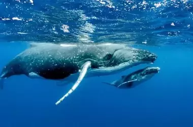 Descubrimiento Revolucionario: Ballenas Impulsan el Crecimiento del Plancton Marino