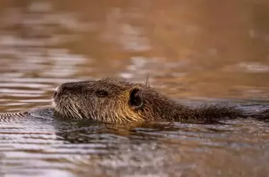 Día Global por los Derechos de los Seres Sintientes: Una Llamada Urgente a la Compasión Animal