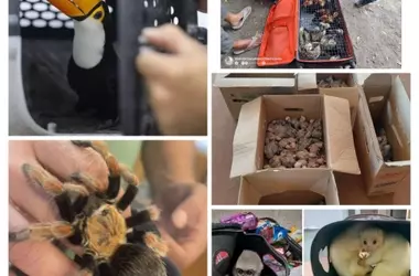 Interpol desarticula red mundial de tráfico de fauna con incautación récord de 30.000 animales