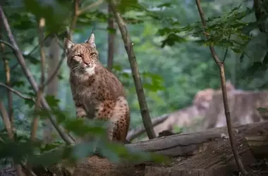 Celebración del Día del Lince Ibérico: Un Éxito de Conservación y sus Desafíos Pendientes