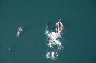Colaboración Inédita: Orcas y Delfines Cazan Juntos y Comparten su Presa