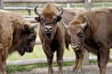 El Regreso del Bisonte Europeo a los Bosques Belgas