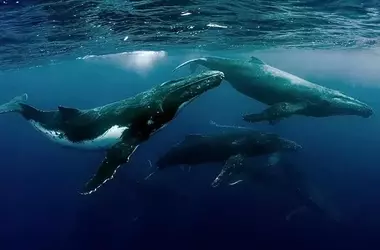 España impulsa santuario internacional de cetáceos en el Mar de Alborán