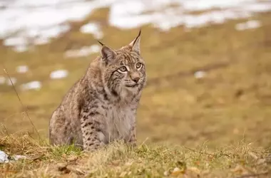 PACMA denuncia el incumplimiento de las medidas de protección del lince ibérico por parte de la Junta