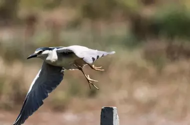 Doñana: 31 Años de Patrimonio Mundial bajo Presión Hídrica Constante