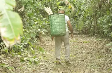 Estrategias Innovadoras para la Seguridad Alimentaria y la Resiliencia Climática en la Amazonía