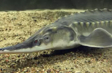 Avance significativo en la reintroducción del esturión en el río Ebro: 44 ejemplares liberados