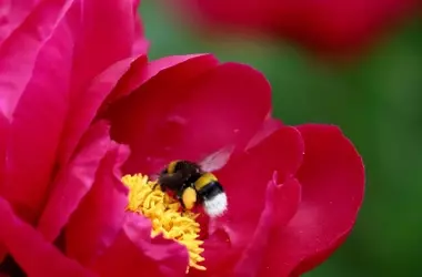 Los pesticidas y la pérdida de hábitat: Un doble golpe para las abejas silvestres