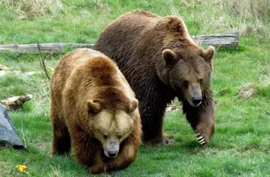 Asturias: Estrategias de Conservación para Osos Pardos y Convivencia Vecinal