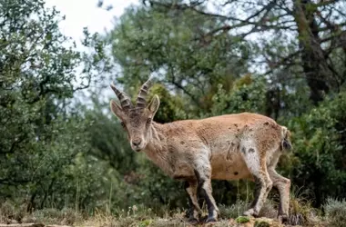 El Ritual Invernal de la Cabra Montesa: Una Lucha por la Supervivencia en la Península Ibérica