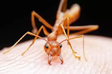 Hallazgo infantil revoluciona la ciencia de las hormigas