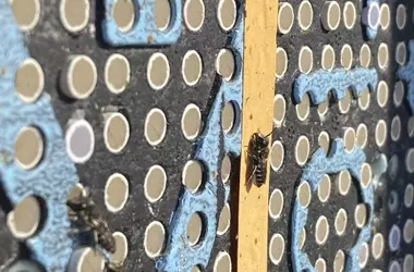 La Escasez Alimentaria Acelera la Metamorfosis en las Abejas con Consecuencias Negativas