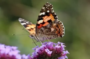 La Migración de las Mariposas: Un Fenómeno Inesperado en Ambos Hemisferios