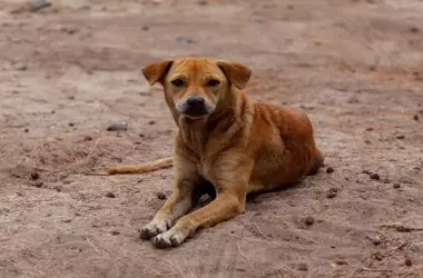 El Gobierno Impulsa el Bienestar Animal con una Inversión Millonaria en España