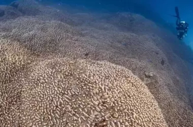 Descubierto un Gigantesco Coral en las Islas Salomón: Un Testimonio Milenario de Vida Submarina