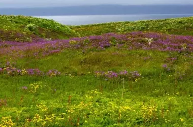 Mosquitos en Islandia: Un Inquietante Barómetro del Clima Ártico Desequilibrado