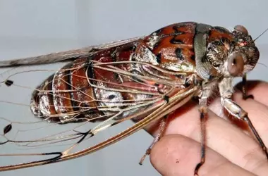 Las alas de la cigarra emperatriz: una innovadora fuente de inspiración para la tecnología de sensores avanzados