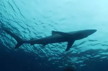 Desmontando Mitos: La Verdadera Imagen de los Tiburones y su Rol Vital en los Océanos