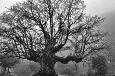 El Quejigo del Amo: Un Roble Milenario en la Sierra de Jaén