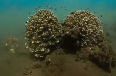Científicos y buceadores descubren que el coral desova de forma sincronizada a nivel global