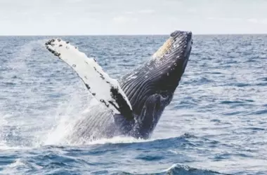 Secretos de la longevidad de las ballenas: ¿Una clave para extender la vida humana hasta los 200 años?