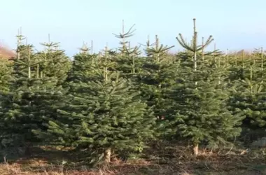 Barcelona Transforma Árboles de Navidad en Recursos para sus Jardines