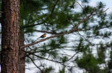 Aves y Fuego: Una Relación Inesperada en el Paisaje Mediterráneo
