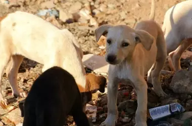 La iniciativa de esterilización canina en Egipto marca un hito en el bienestar animal