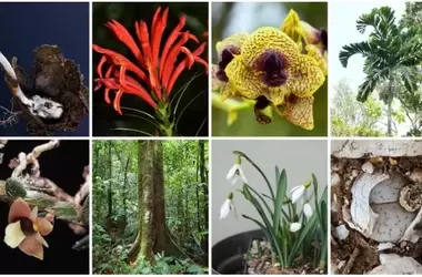 Real Jardín Botánico de Kew Revela 190 Nuevas Especies de Plantas y Hongos, Enfrentando Extinción Inminente