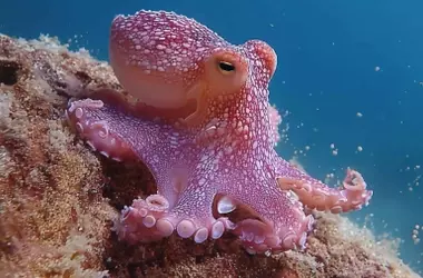 Un Nuevo Paradigma Cerebral: Descubren Redes de Control en los Brazos del Pulpo
