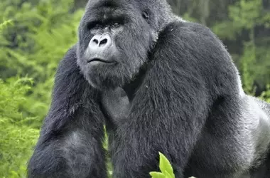 Nacimiento Extraordinario: Mellizos de Gorila de Montaña en Virunga Despiertan Esperanza