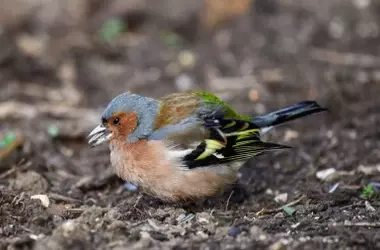 Denuncia de caza ilegal de aves fringílidas en playas protegidas de Huelva