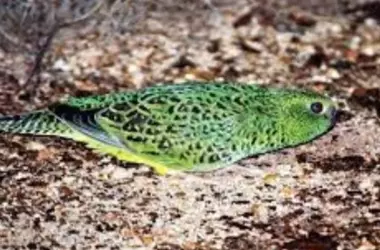El Loro Nocturno Resurge en Australia Tras un Siglo de Misterio