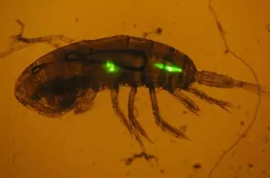 El zooplancton, un actor crucial en la propagación de microplásticos en el océano