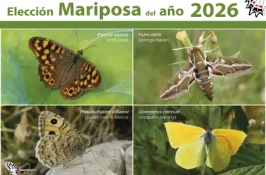 Las cuatro candidatas para 'Mariposa del Año 2026'
