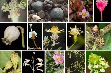 Avances Notables en la Descripción de Nueva Flora Española y Global