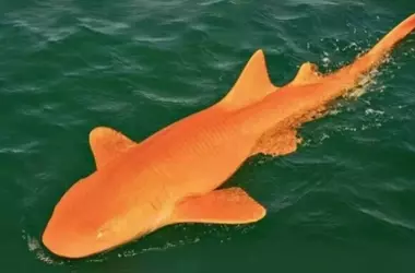 Descubrimiento Asombroso: Un Tiburón Nodriza Naranja Sorprende en Costa Rica