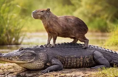 La Pacífica Coexistencia entre Carpinchos y Caimanes: Un Equilibrio Natural Sorprendente