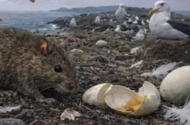 Archipiélago de Midway: La heroica batalla contra roedores invasores para salvar a los albatros