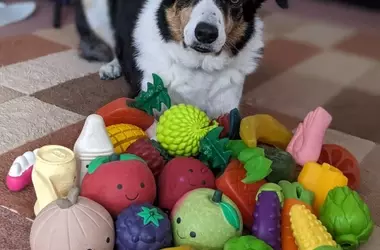 Cómo los Perros Dotados Adquieren Vocabulario: Un Estudio Fascinante sobre el Aprendizaje Canino