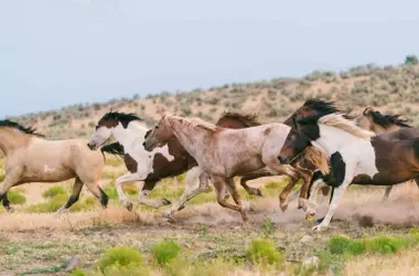 La Recuperación Lenta de Kosciuszko: Los Ecosistemas Frágiles Florecen tras la Reducción de Caballos Salvajes