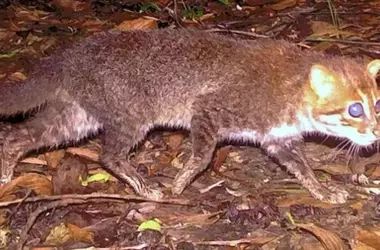 El Gato de Cabeza Plana Reaparece en Tailandia Tras Tres Décadas de Ausencia: Un Rayo de Esperanza y un Llamado a la Conservación