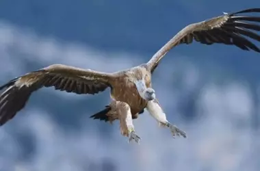 La ganadería extensiva y la conservación del buitre leonado impulsan la sostenibilidad de los ecosistemas en el norte de España