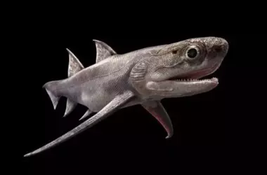 El surgimiento de los peces con mandíbula: una transformación evolutiva después de una catástrofe global