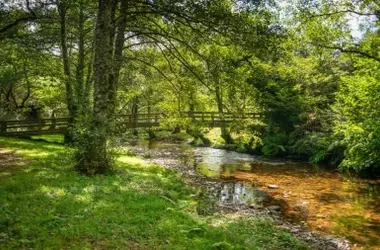 Nuevas Iniciativas para Impulsar Bosques Sostenibles y Productivos en Galicia