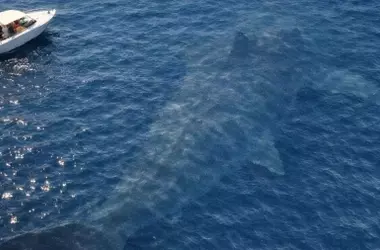 Avistamiento de un Depredador Marino Gigante: Un Enigma en Aguas Abiertas