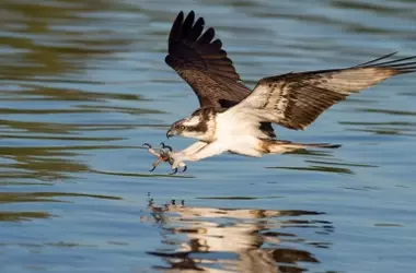 Cantabria se consolida como un santuario invernal crucial para el águila pescadora