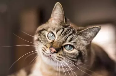 Comprendiendo y Solucionando el Hábito de Rascar de tu Gato: Una Guía sin Castigos